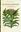 El Reino Ignorado: Una Sorpredente Vision Del Mara- villoso Mundo de las Plantas. 2018. illus. (b/w). 271 p. Hardcover.- In Spanish.