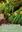 The genus Phragmipedium. A treatise on the conduplicate - leafed slipper orchids of Latin America. 2018. 208 (200 col.) figs. 316 p. gr8vo. Hardcover.
