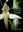 Orchids of Central Spain (Cuenca Province). A Field Guide. English translation by Chrissi Harris. 2019. illus.(col.). 224 p. Paper bd.