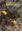 Further Studies in the Opuntioideae (Cactaceae) 2014. (Succulent Plant Research, 8) .  24 col. pls. 221 p. Paper bd.