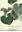 King's Collectors for Kew: James Bowie & Allan Cunningham, Barzil 1814 - 1816. Publ. 2014. 66 (partly col.) figs. VI, 477 p. gr8vo. Paper bd.