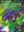 Il Libro delle Ortensie e delle Idrangee. 2018. approx. 1.000 col. photogr. 663 p. gr8vo. Paper bd.- In Italian, with Latin nomenclature.