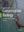 Conservation Biology. Foundations, Concepts, Applications. 3rd rev. ed. 2020. 360 (233 col.) figs. XXXI, 613 p. Hardcover.