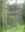 Floristicke i Edafske Karakteristike Suma Crnog i Belog Bora na Serpentinitu i Peridotitima u Zapadnoj Serbije (Floristic and edaphic characteristics of Austrian and Scots Pine Forests on Serpentine and Peridotites in Western Serbia). 2020. illus. (col.). 189 p. gr9vo.  Hardcover.- In Serbian, with 2 p. of English abstract.