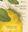 Maria Sibylla Merian. Changing the Nature of Art and Science. 2022. illus. 304 p. 8vo. Hardcover.