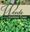 Weeds of the Sunshine Coast. 2nd ed. 2020. many col. photogr. 332 p. 4to. Paper bd.
