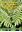 The Pteridopyhtes of Kupwara, Jammu and Kasmir, India: An illustrated account. 2023. illus. XII, 451 p. gr8vo. Hardcover.