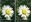 The Biology and Chemistry of the Compositae. 2 volumes. 1977. XXVIII, 1189 p. gr8vo. Hardcover.