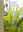 Orchids of the Department of Valle del Cauca (Colombia). Volume 2. 2014. 309 figs. (line drawgs. & dot maps). 100 col. pls. 494 p. gr8vo. Hardcover. (ISBN 978-3-87429-451-5)