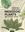 The Princeton Field Guide to Mesozoic Plants. 2025. illus. (col.). 208 p. Hardcover.