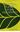 Medicinal Plants of the Philippines. 1978. IV, 1262 p. gr8vo. Hardcover.