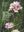 Flora del Friuli Venezia Giulia.Repertorio critico diacronico e atlante corologico. Edited by Fabrizio Martini. 2023. illus. (col.). 1008 p. gr8vo. Hardcover.- In Italian, with Latin nomenclature.