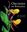 Orchids of Romania. 2020. 900 col. photogr. 300 p. 4to. Hardcover. - In English.