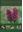  Wild Orchids of Wales - how, when and where to find them. 2016. 300 col. photogr. 192 p. Hardcover.
