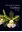 Uma colecao de orquideas. Cattleya. Volume 4. Especies Bifoliadas. Ultima Parte. 2021. many col. photogr. 282 p. 4to Hardcover.- In Portuguese, with Latin nomenclature.