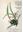Las Orquideas de Puerto Rico y Las Islas Virgines/ The Orchids of Puerto Rico and the Virgin Islands. 1992. approx. 55 watercolours. XVI, 168 p. 4to. Cloth.- Bilingual (English & Spanish)
