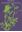 Plantas indeseables en los cultivos cubanos. 1974. 118 figs. 240 p. gr8vo. Paper bd. - With English summary.