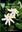 Tongan Herbal Medicine. 1992. illus. VI, 122 p. gr8vo. Paper bd.