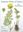 Endemic Plants of Greece. The Peleponnese. With colour plates by Bent Johnsen. 2001. 111 colourplates. 480 p. 4to. Hardcover.