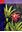 Bromelias da Mata Atlantica: Canistrum. 1997. illus (col.). III, 107 p. 4to. Hardcover.- In Portuguese.