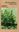  Filmy Ferns of South India. 2003. 42 plates (some col.). IV, 260 p. Hardcover. 