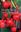 Threatened Plants of Chile. 2006. Many col. photographs. 187 p. gr8vo. Paper bd.
