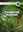  Tropical Forest Biomes. 2008. (Greenwood Guides to Biomes of the World).16 col. pls. Many line - figs. XII, 242 p. gr8vo. Hardcover.