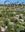  Grasses of the Intermountain Region. 2009. illus. maps. XI, 561 p. gr8vo. - In Ringbinder.