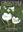 Crocuses. A Complete Guide to the Genus. 2011. 307 col. pls. figs. 216 p. gr8vo. Hardcover.