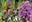  Growing Hardy Orchids. 2012. 160 col. photogr. illus. 128 p. gr8vo. Paper bd.