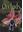 Orchids of Greece. 2011. 888 col. photogr. 320 p. gr8vo. Paper bd.