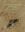  The Geometridae of Euope. Volume 3. 2012. 25 col. pls. 111 b/w plates. Distrib. maps. 147 figs. 743 p. 4to. Hardcover. 