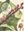  A Botanical Life. Robert David Fitzgerald. 2013. illus. Paper bd.
