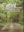 Flora of Bhagwan Mahavir Molem National Park and Adjoinings, Goa. 2013. 27 col. pls. 4 maps. 314 p. 4to. Hardcover.