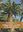 Identification of indigenous cycads of South Africa. 4th ed. 2014. Many col. photogr. 141 p. gr8vo. Paper bd.