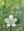 No. 26: Singh,P. and Saswati Bandyopadhyay: Fabaceae: Caesalpinioideae, Tribe Cercidae. 2014. 9 col. pls. 77 p. gr8vo. Paper bd.