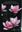 Visions of Lovliness. Great flower breeders of the past. 2014. illus. X, 467 p. gr8vo. Hardcover.