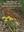 Orchids of Margaret River and Australia's Southwest Capes. 2015. 250 col. figs. 152 p. Paper bd.
