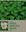 Reviews on Indian Medicinal Plants. Volume 15: Ma-Me. 2016. illus. XXIX, 1073 p. gr8vo.