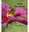 Pollen Microscopy. With a foreword by Valerie Rhenius. 2nd ed. 2018. illus. 265 p. 4to. Paper bd.
