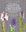 How to Grow Native Orchids in Gardens Large and Small. 2019. illus. 196 p. Hardcover.