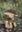 Funghi in Sardegna. 2016. 868 col. photogr. 640 p. Hardcover. In Box.- In Italian.