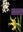 Orchidees. Version francaise par Jean Lupold. 1953. 60 planches en couleurs. 127 p. 4to. Cartonne.