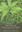 Fern Flora of Madan Kamdev Hill Region: Kamrup District of Assam, India. 2020. 1 b/w map. illus.(partly col.). XII, 144 p. Paper bd.