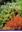 European Bryaceae. A Guide to the Species of the Moss Family Bryaceae in Western & Central Europe and Macaronesia. With illustrations by Malcolm Watling. 2021. illus (col.). illus. 344 p. Hardcover.