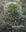 The Genus Grimmia Hedw. (Grimmiaceae, Bryophyta): A morphological - anatomical study. 2010. (Boissiera, 63). illus.(line figs.) 377 p. 4to. Paper bd.