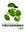 Urticaceae. 2020. illus. 248 p. gr8vo. Hardcover. - In Chinese, with Latin nomenclature.