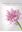 Marvellous Malta. Where Wild Orchids Grow. 2021. Many col. photographs (mostly full page). 176 p. Folio. Hardcover.