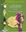 Le Orchidee Spontanee dell Provincia Granda. 2020. illus. 507 p. gr8vo. - In Italian, with Latin nomenclature.