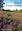 Flora of County Wexford. 2022. illus (col. photogr. & b/w ot maps).. 595 p. 4to. Hardcover.